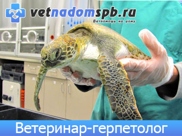 Ветеринар-герпетолог в Москве