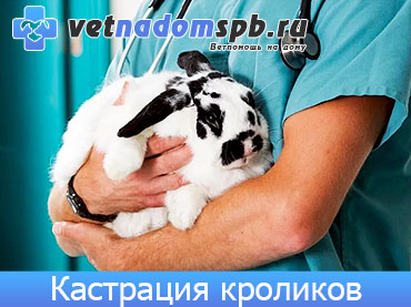 Кастрация и стерилизация кроликов на дому