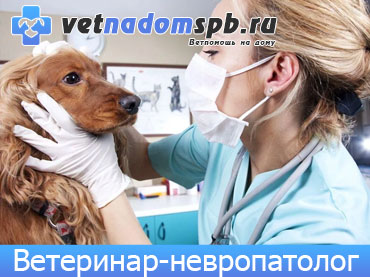 Ветеринар-невропатолог в Москве