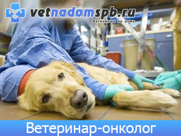 Ветеринар-онколог в Москве