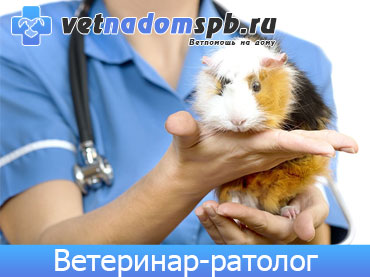 Ветеринар-Ратолог в Москве