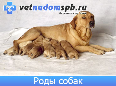 Роды собак на дому (родовспоможение)