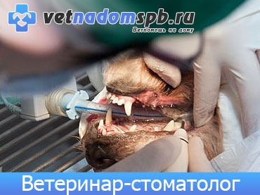 Ветеринар-стоматолог в Москве