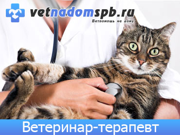 Ветеринар-терапевт в Москве