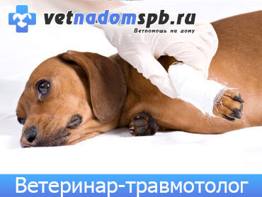 Ветеринар-травматолог в Москве
