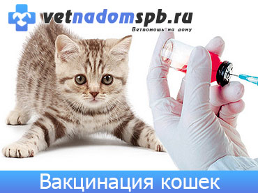 Вакцинация кошек и котов на дому