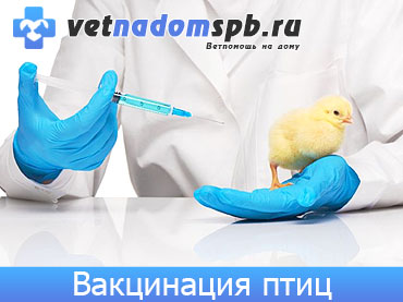 Вакцинация птиц на дому